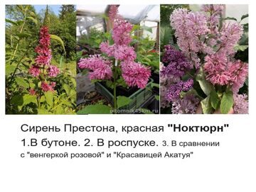 Сирень Престона ‘Nocturne’