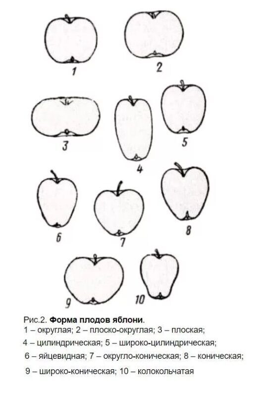 Формы плодов